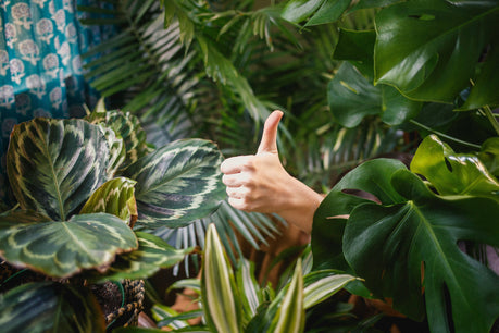 Tips for Moving Home with Houseplants